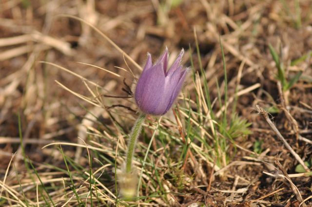 Boč 31.3.2012 - foto