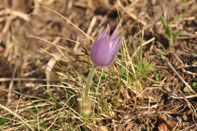 Boč 31.3.2012 - foto