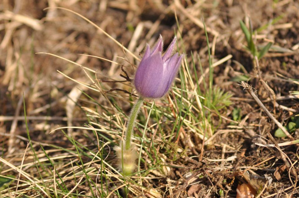 Boč 31.3.2012 - foto povečava