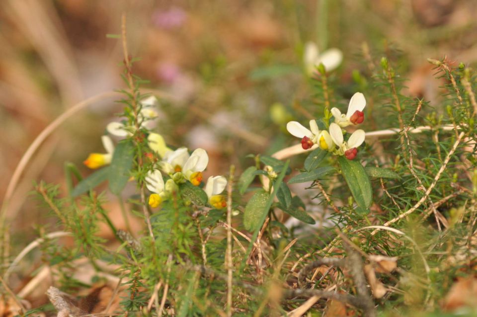 Boč 31.3.2012 - foto povečava