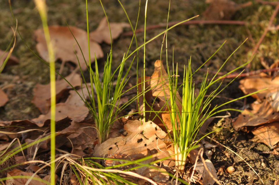 Boč 31.3.2012 - foto povečava