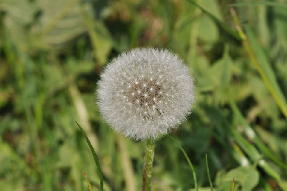 Pečica 9.4.2012 - foto povečava