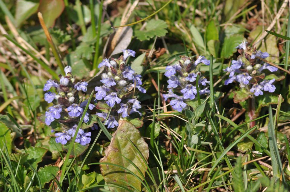 Pečica 9.4.2012 - foto povečava