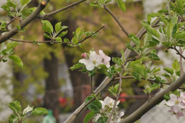 Pečica 15.4.2012 - foto