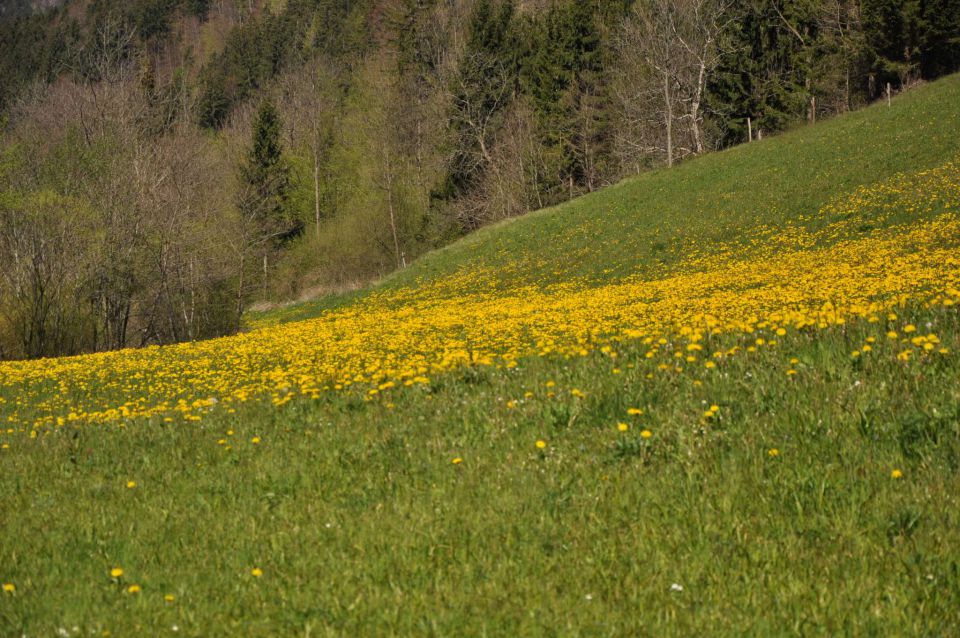 Kranjska reber 27.4.2012 - foto povečava