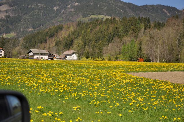 Kranjska reber 27.4.2012 - foto