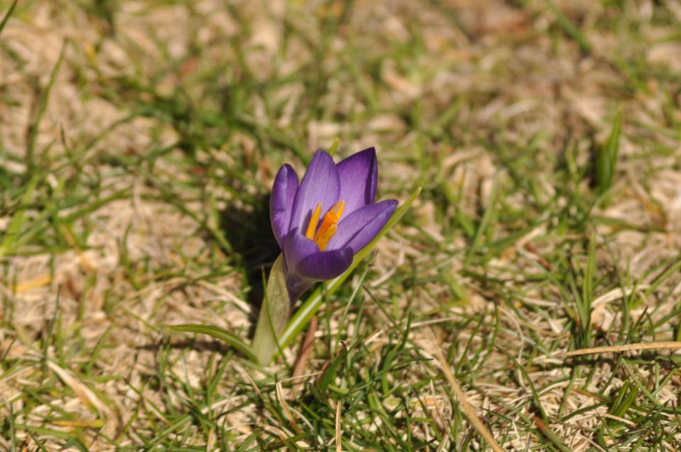 Kranjska reber 27.4.2012 - foto povečava