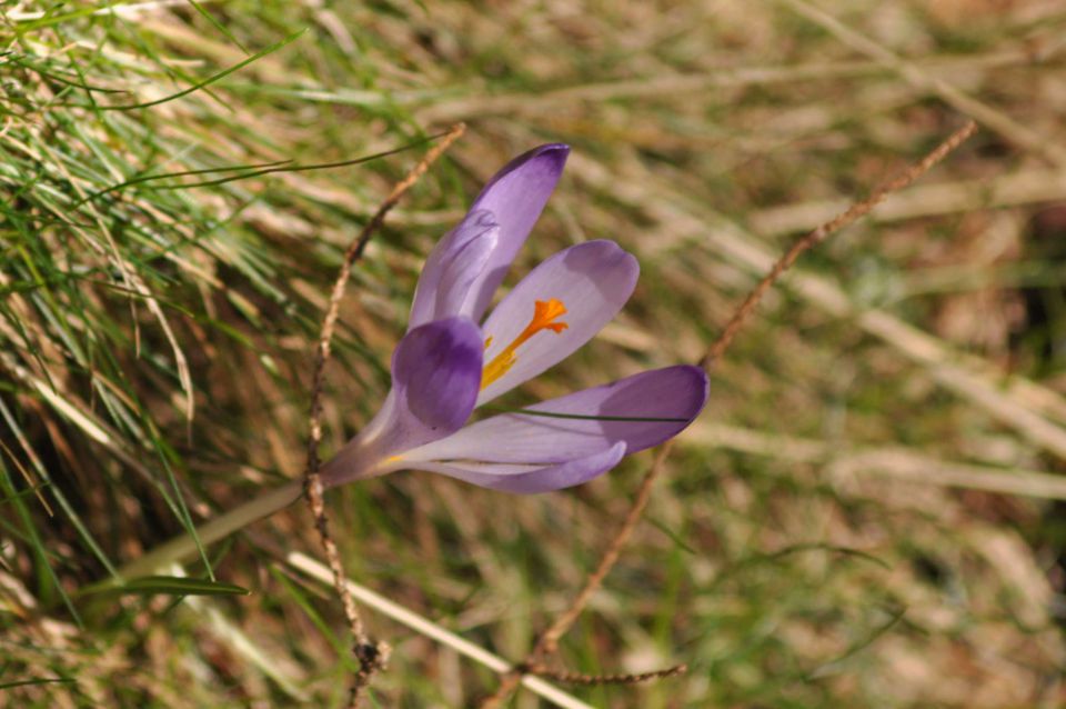 Kranjska reber 27.4.2012 - foto povečava