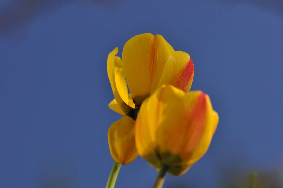 Kranjska reber 27.4.2012 - foto povečava