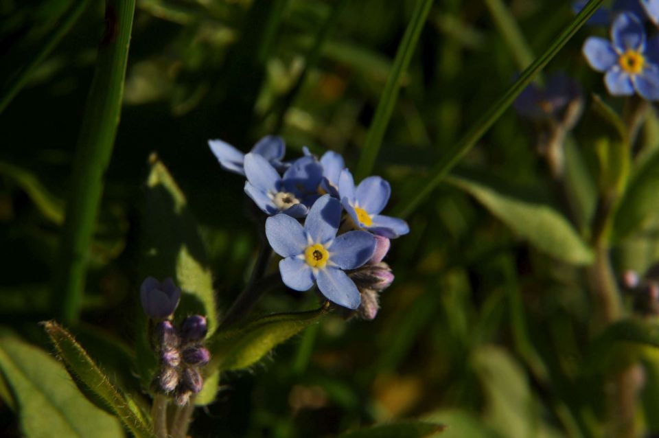 Kranjska reber 27.4.2012 - foto povečava