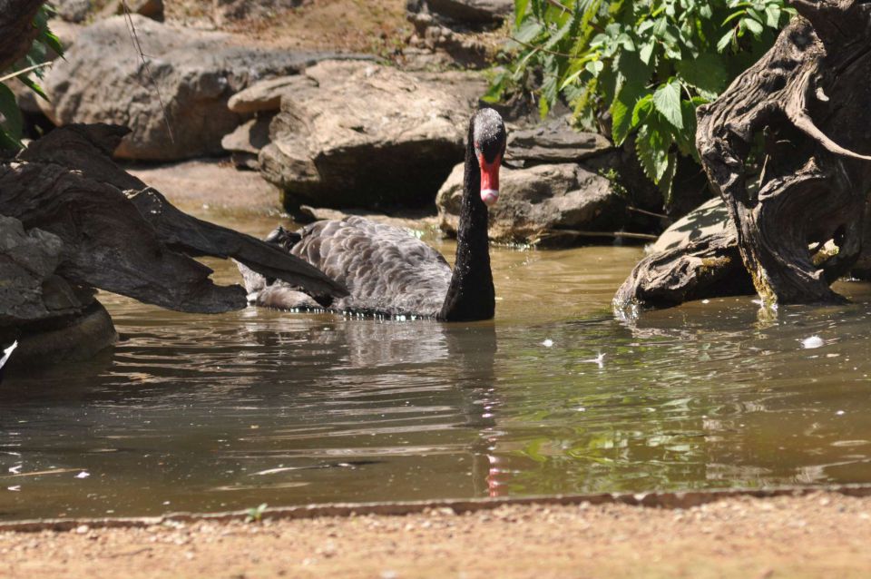 ZOO Zagreb 28.4.2012 - foto povečava