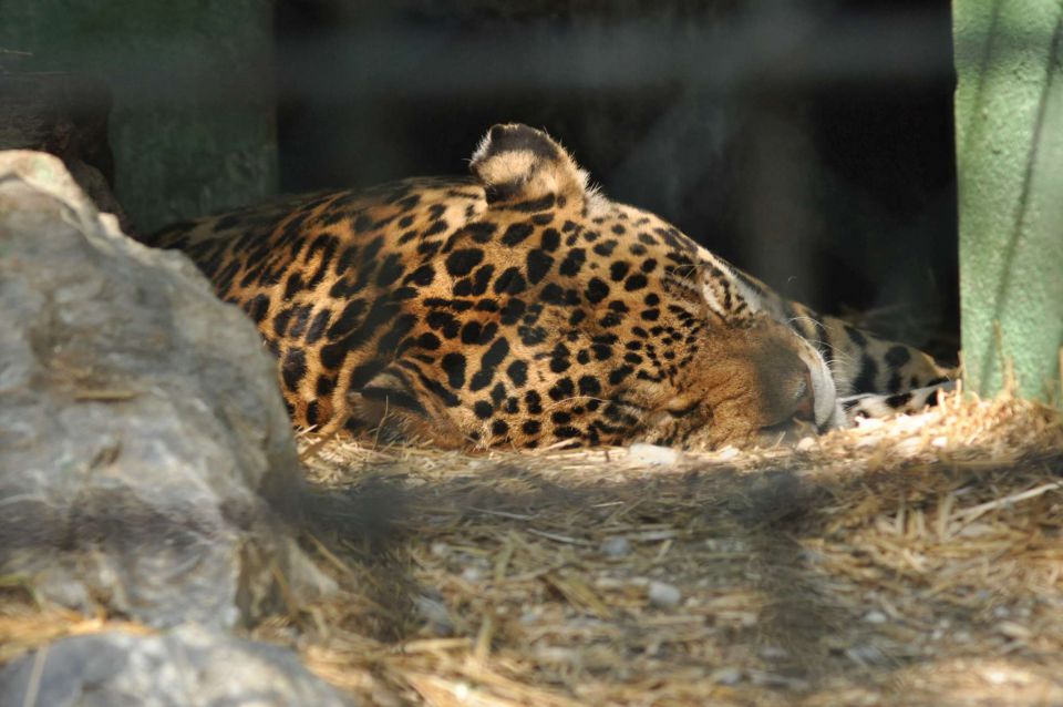 ZOO Zagreb 28.4.2012 - foto povečava