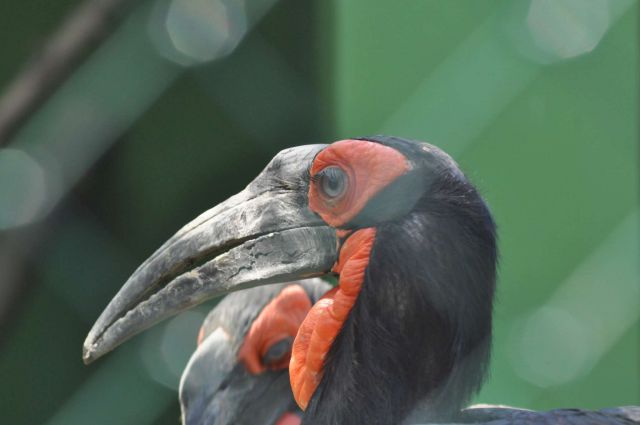 ZOO Zagreb 28.4.2012 - foto