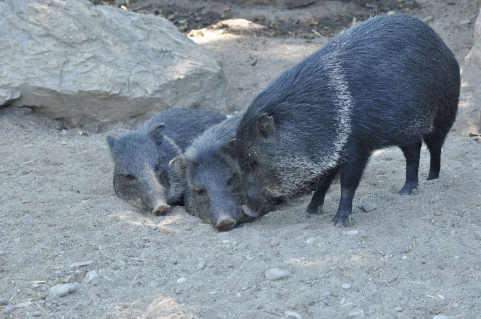 ZOO Zagreb 28.4.2012 - foto povečava