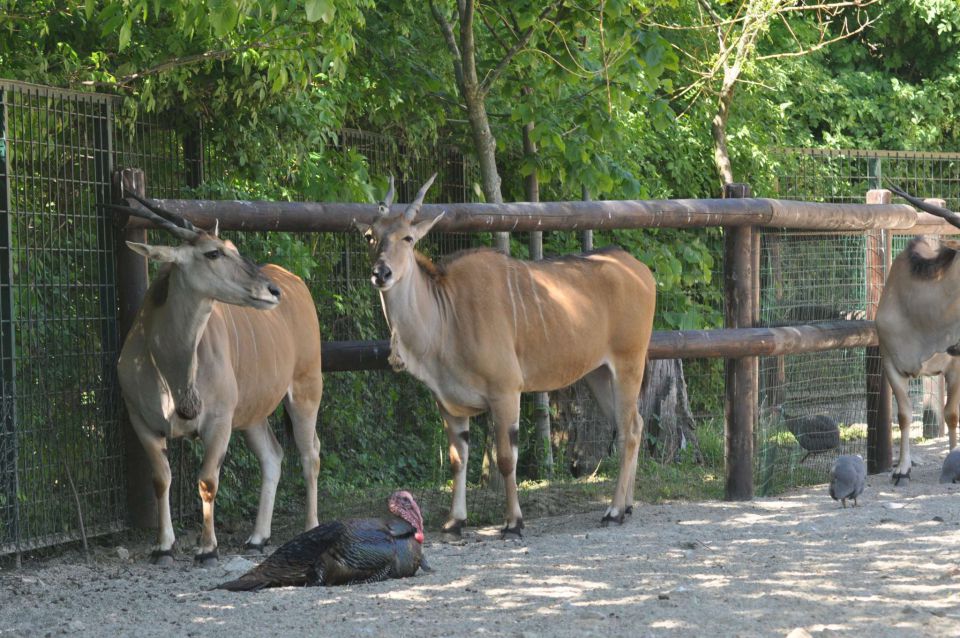 ZOO Zagreb 28.4.2012 - foto povečava