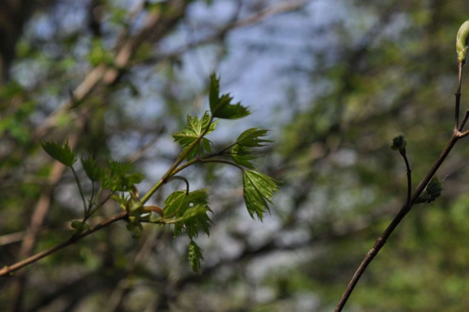 Kum 30.4.2012 - foto povečava