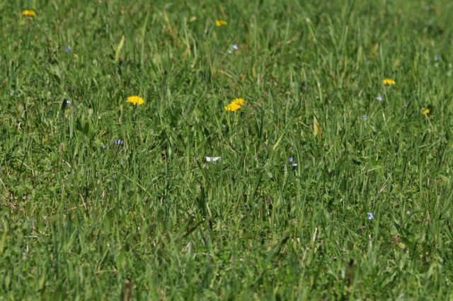 Kum 30.4.2012 - foto