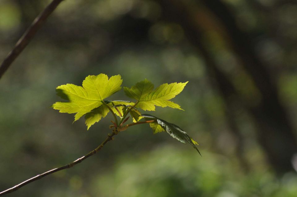 Kum 30.4.2012 - foto povečava