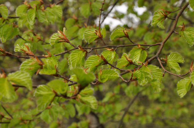 Kum 30.4.2012 - foto