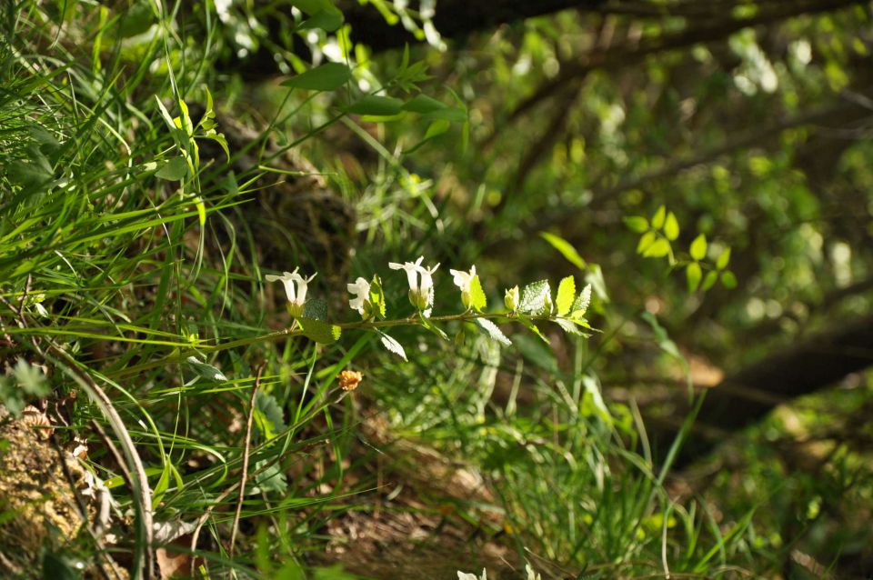 Šmarna gora 2.5.2012 - foto povečava