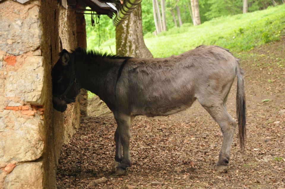 Šmarna gora 2.5.2012 - foto povečava