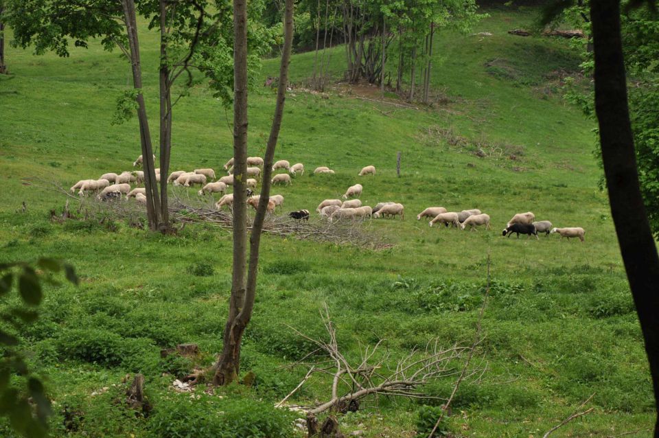 Šmarna gora 2.5.2012 - foto povečava