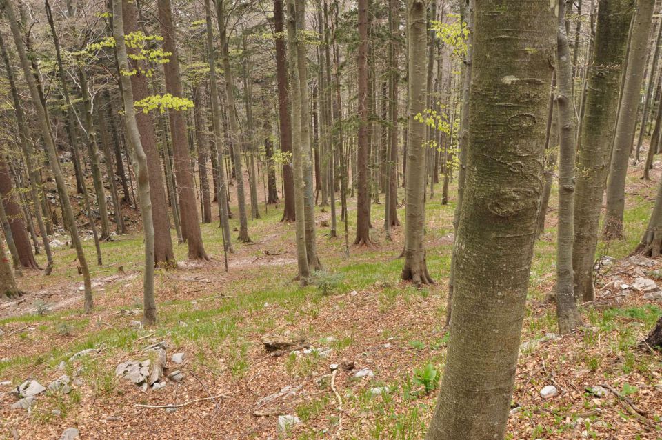 Mali golak, Trnovski gozd, Bela 5.5.2012 - foto povečava