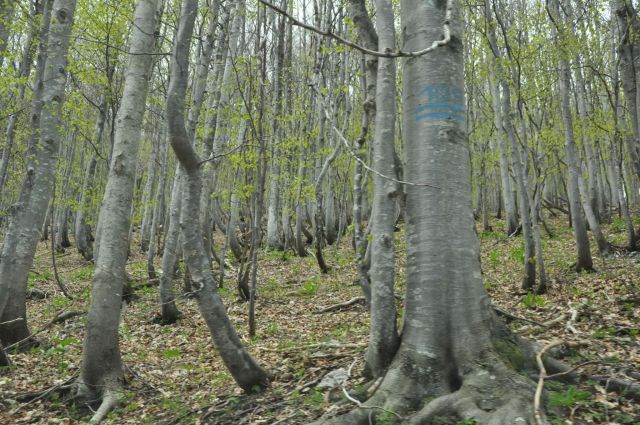 Mali golak, Trnovski gozd, Bela 5.5.2012 - foto
