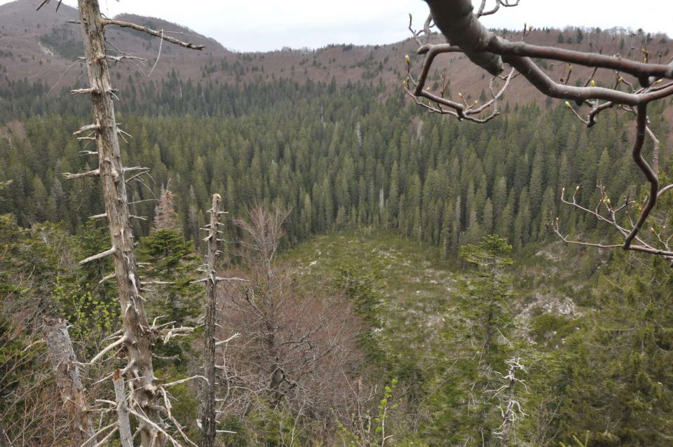 Mali golak, Trnovski gozd, Bela 5.5.2012 - foto povečava