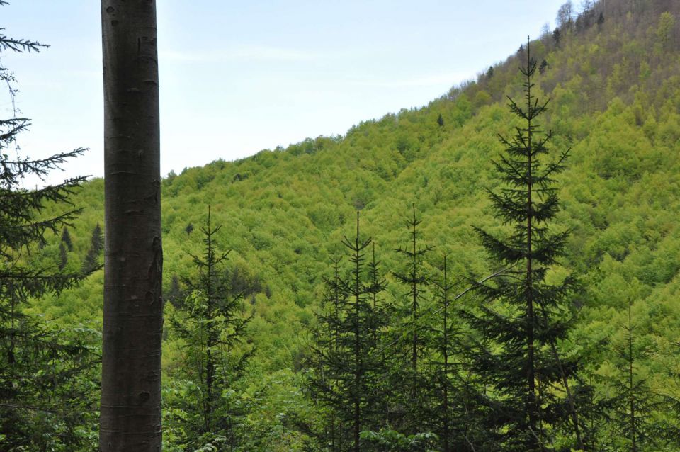 Mali golak, Trnovski gozd, Bela 5.5.2012 - foto povečava