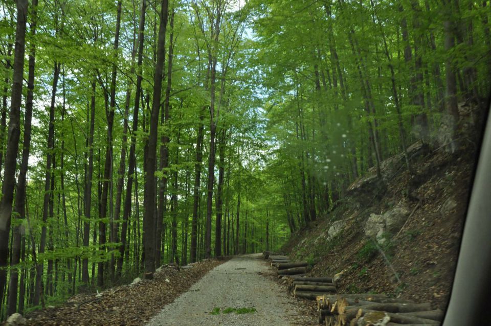 Mali golak, Trnovski gozd, Bela 5.5.2012 - foto povečava