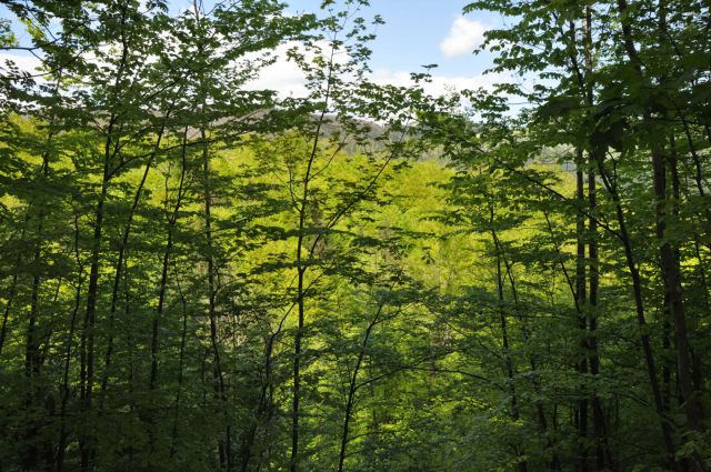Mali golak, Trnovski gozd, Bela 5.5.2012 - foto
