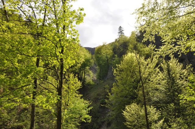 Mali golak, Trnovski gozd, Bela 5.5.2012 - foto