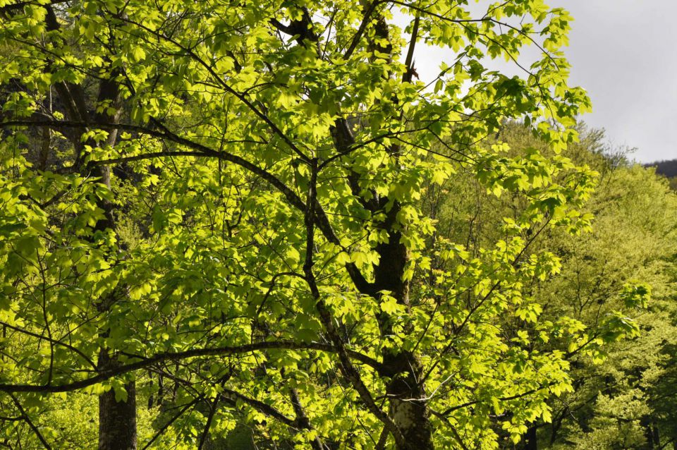 Mali golak, Trnovski gozd, Bela 5.5.2012 - foto povečava