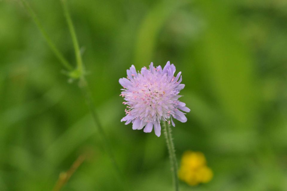 Pečica 13.5.2012 - foto povečava