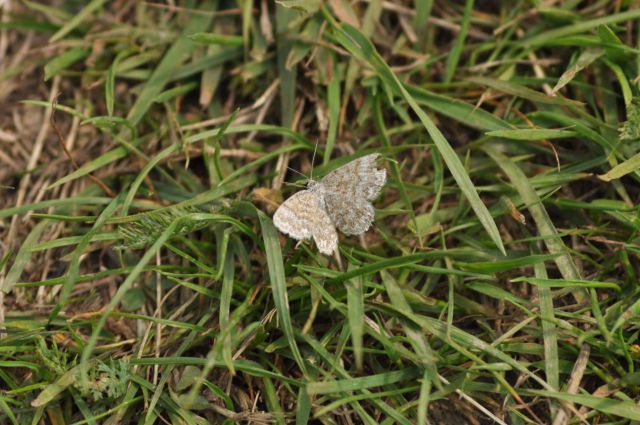 Donačka gora 26.5.2012 - foto