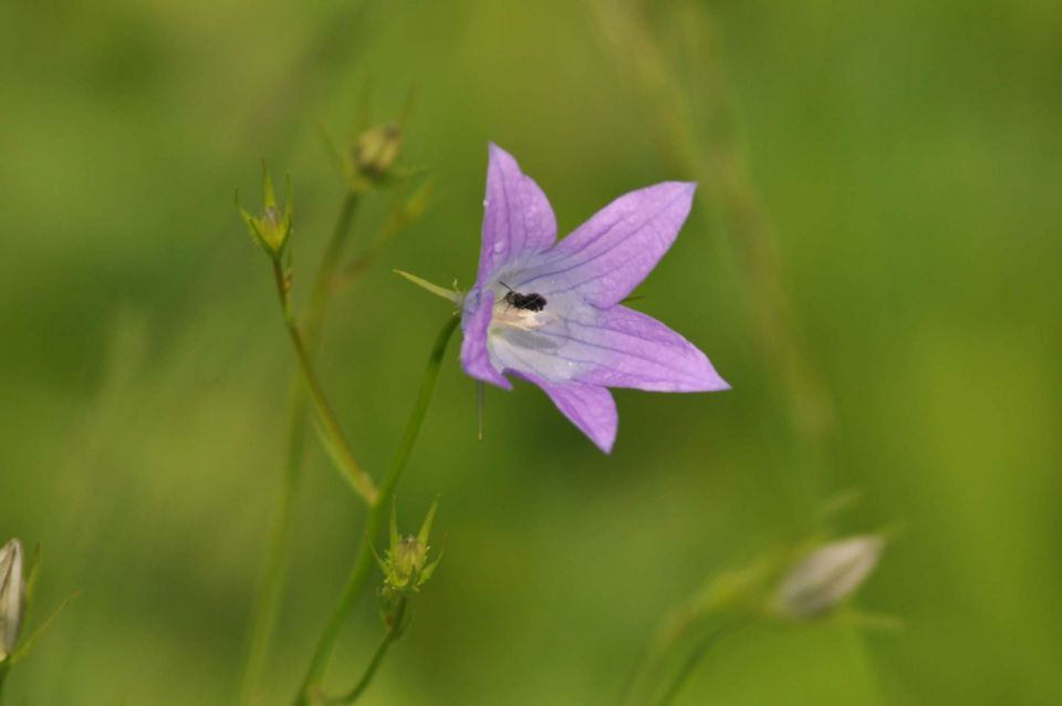 Donačka gora 26.5.2012 - foto povečava