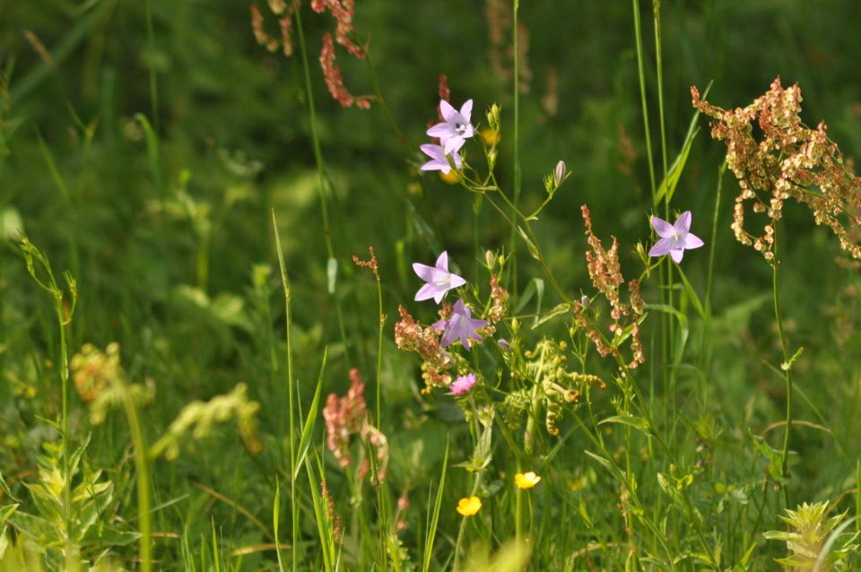 Donačka gora 26.5.2012 - foto povečava