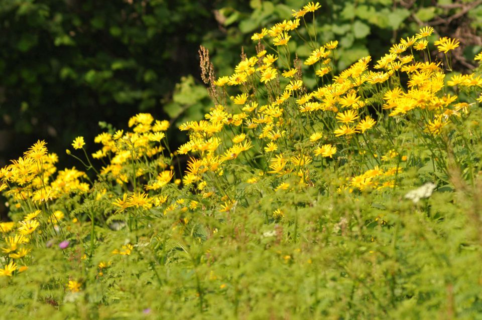 Donačka gora 26.5.2012 - foto povečava