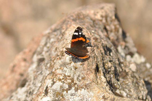 Donačka gora 26.5.2012 - foto