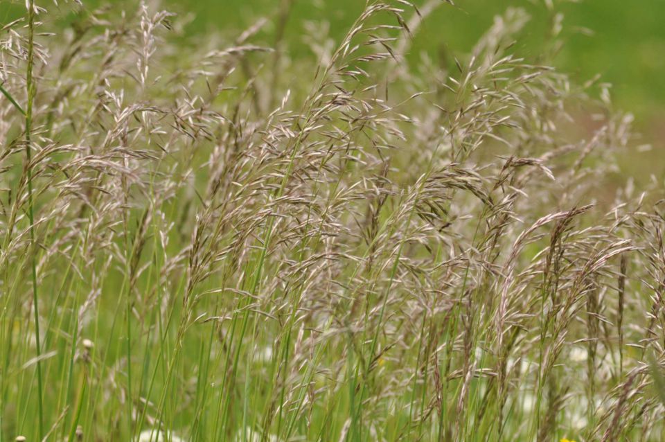 Savinjska 17.5.2012 - foto povečava