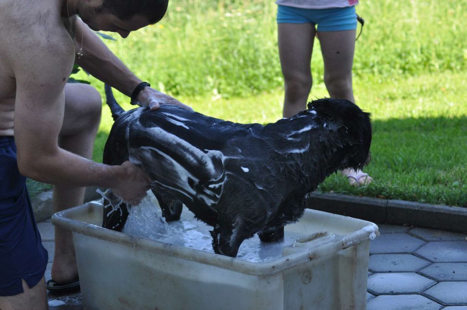 Pečica 16.6.2012 - foto povečava