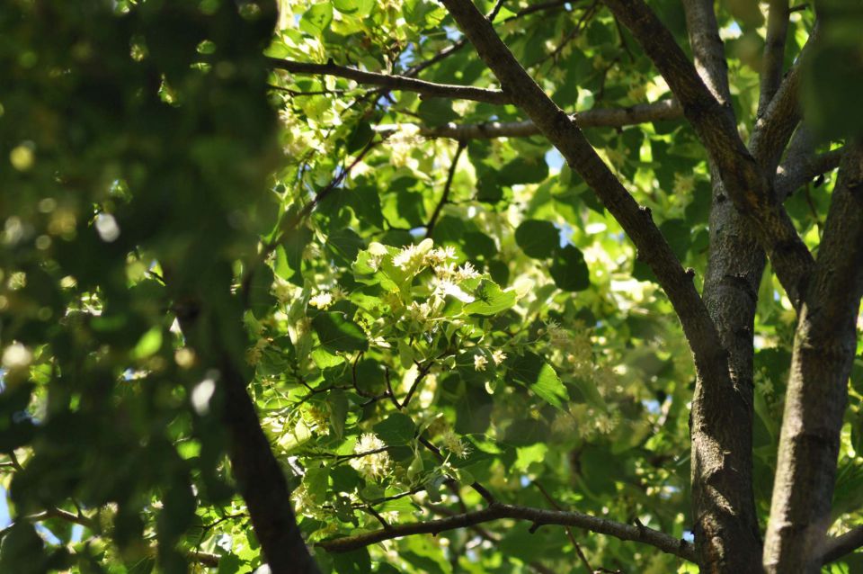 Pečica 16.6.2012 - foto povečava