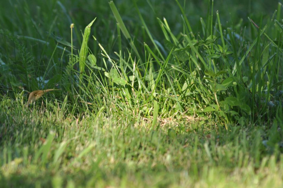 Pečica 16.6.2012 - foto povečava