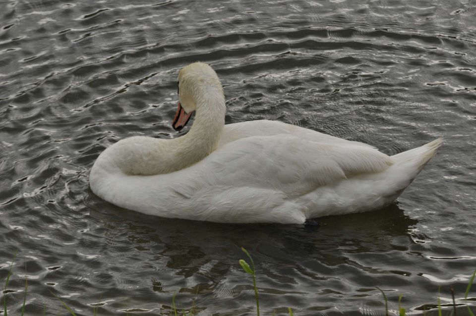 Velenjsko jezero 25.6.2012 - foto povečava