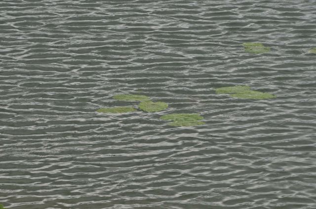 Velenjsko jezero 25.6.2012 - foto