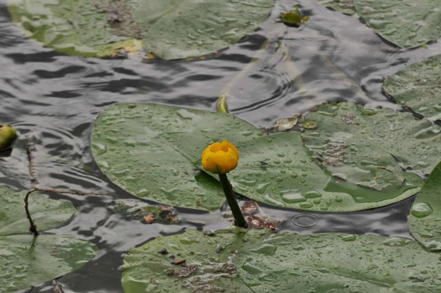 Velenjsko jezero 25.6.2012 - foto