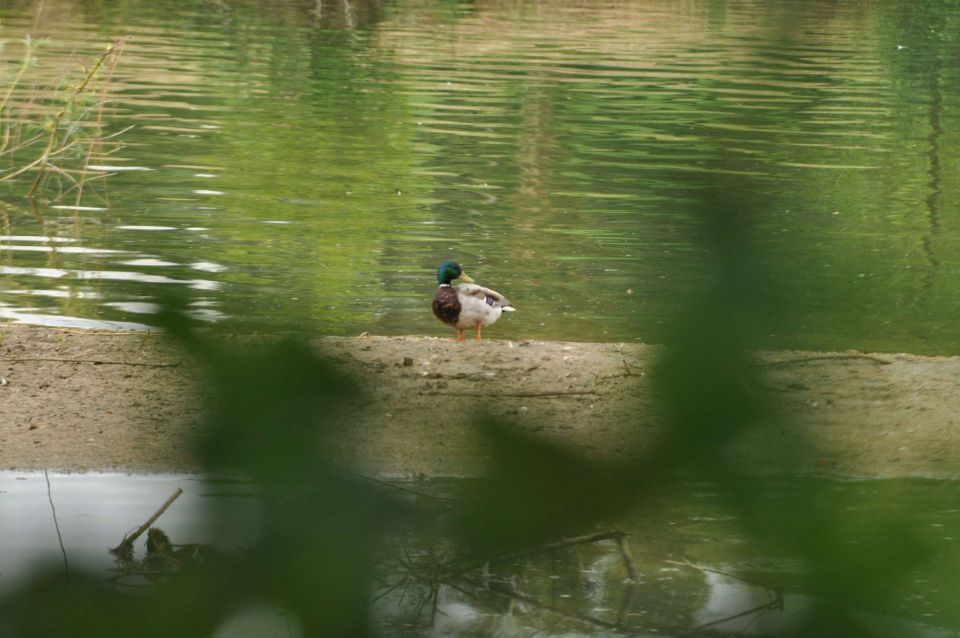 Velenjsko jezero 25.6.2012 - foto povečava