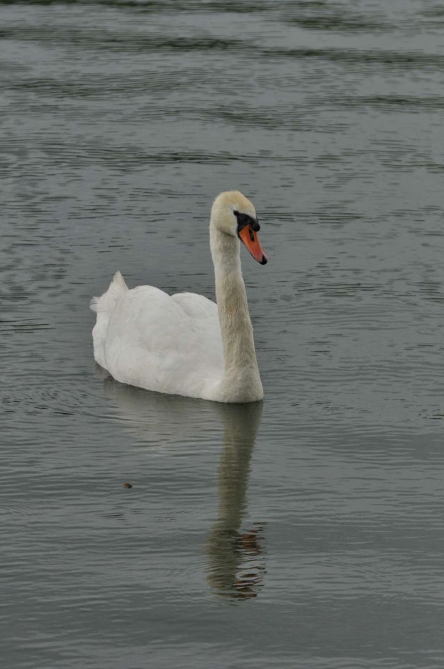 Velenjsko jezero 25.6.2012 - foto povečava