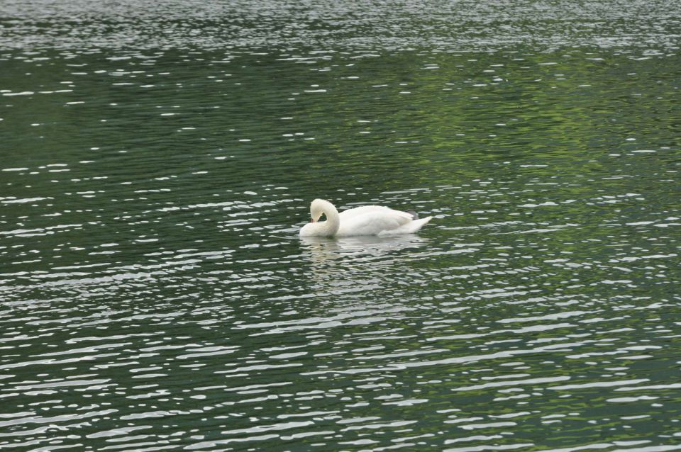 Velenjsko jezero 25.6.2012 - foto povečava